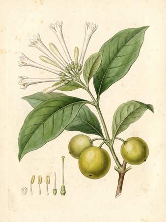 Monkey Apple botanical plate