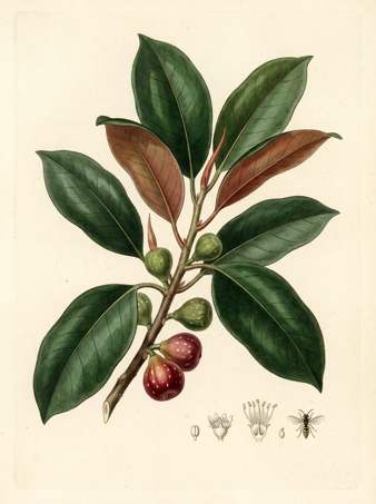 Moreton Bay Fig botanical plate