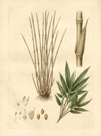 Multiplex Fernleaf botanical plate