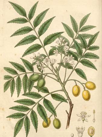 Neem botanical plate
