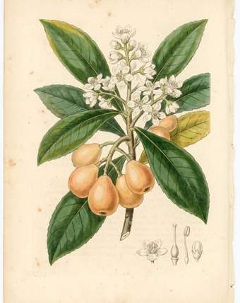 Nispero (Loquat) botanical plate
