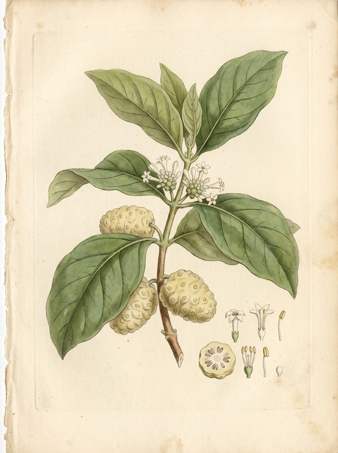 Noni botanical plate