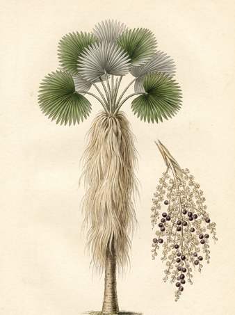 Old Man Palm botanical plate