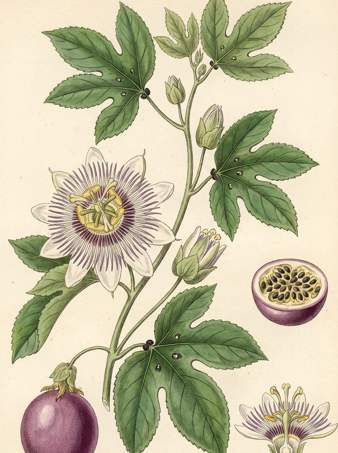 Passion Fruit botanical plate
