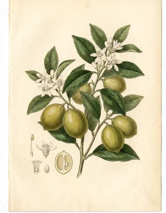 Persian lime, Tahitian lime botanical plate