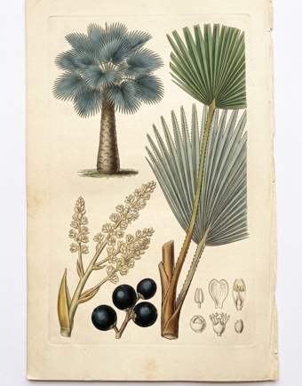 Petticoat Palm botanical plate