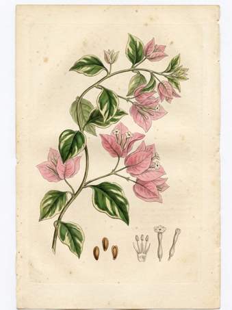Pink Bougainvillea botanical plate