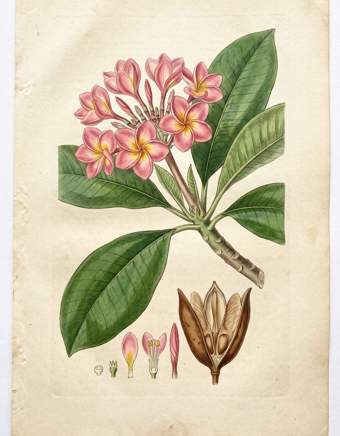 Pink Frangipani botanical plate
