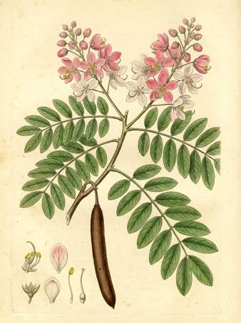 Pink Shower Tree botanical plate