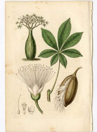 Potbellied Ceibo botanical plate