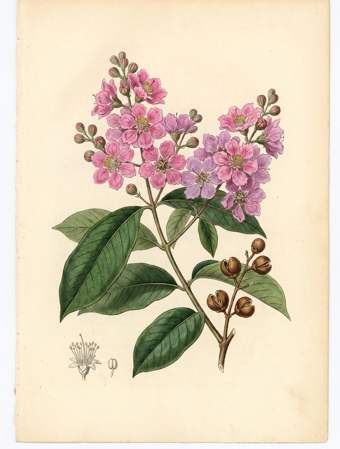 Pride of India botanical plate