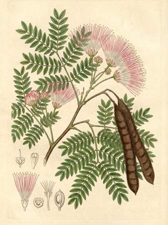 Rain Tree or Monkeypod Tree botanical plate