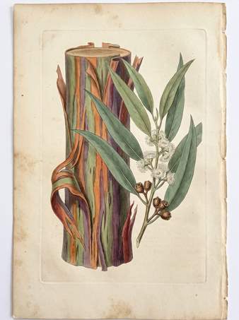 Rainbow Eucalyptus botanical plate