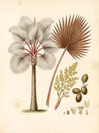 Red Latan Palm botanical plate