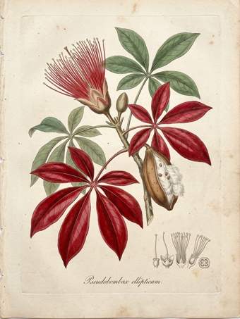 Red Pseudobombax botanical plate