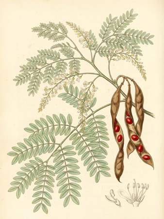 Red Sandalwood botanical plate