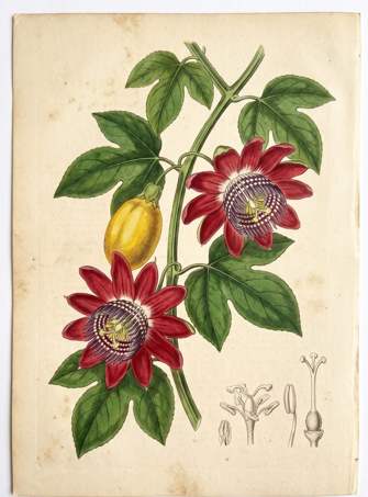 Red Star Passion Fruit botanical plate
