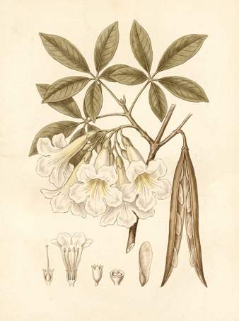 Roble Sabana White botanical plate