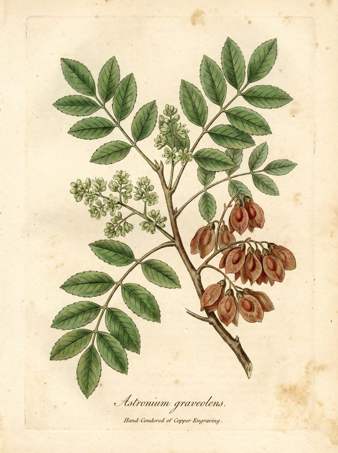 Ron Ron botanical plate
