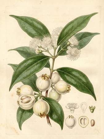 Rose Apple botanical plate