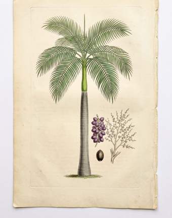 Royal Palm botanical plate
