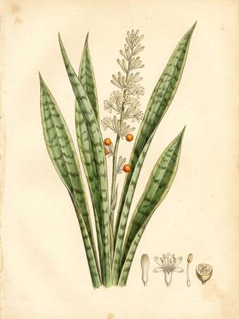 Sansevieria  trifasciata botanical plate