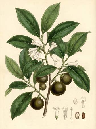 Sapote botanical plate