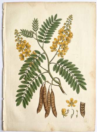 Siamese cassia botanical plate
