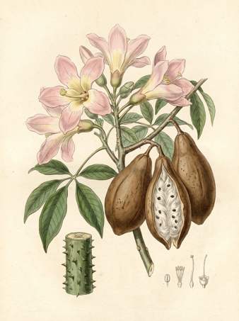 Silk Floss Tree botanical plate