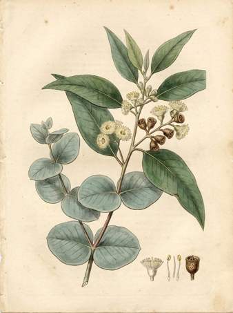Silver Dollar Eucalyptus botanical plate