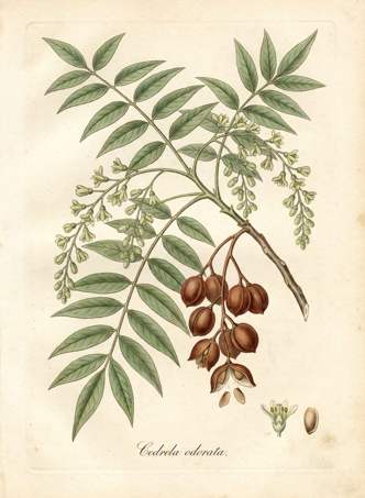 Spanish cedar botanical plate