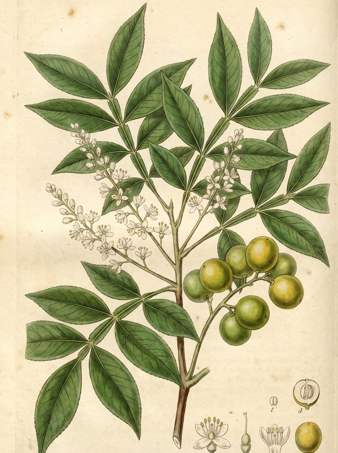 Spanish Lime botanical plate