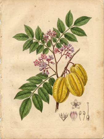 Star Fruit botanical plate