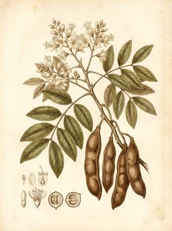 Stinkingtoe botanical plate