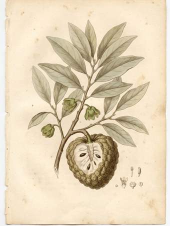 Sugar Apple botanical plate