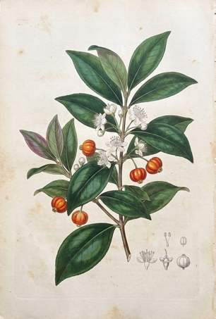 Surinam Cherry botanical plate