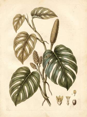 Swiss Cheese plant botanical plate