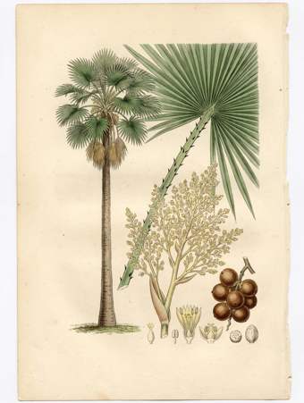 Talipot Palm botanical plate