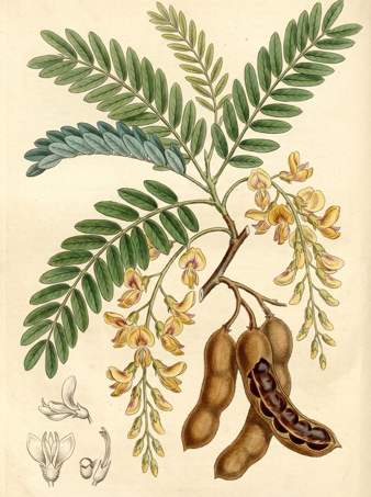 Tamarind botanical plate