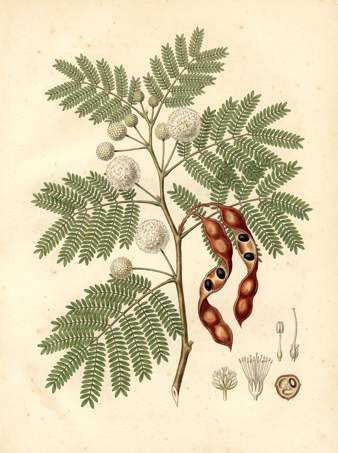 Tecoma Stans botanical plate