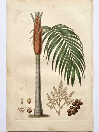 Teddy Bear Palm botanical plate