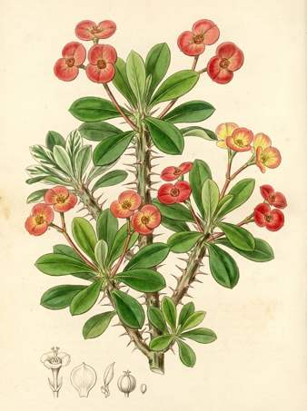 The crown of thorns botanical plate