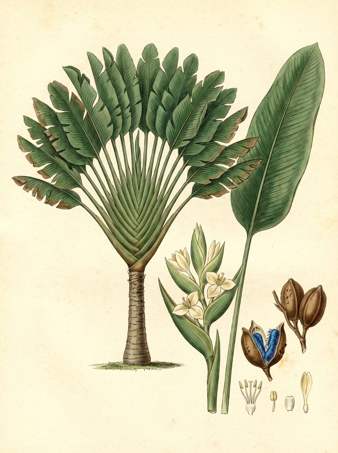Traveler's Palm botanical plate