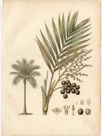 Triangle Palm botanical plate