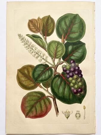 Uva Playa Gr. botanical plate
