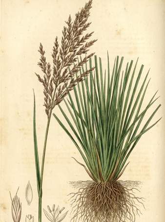 Vetiver botanical plate