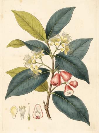 Water Apple botanical plate