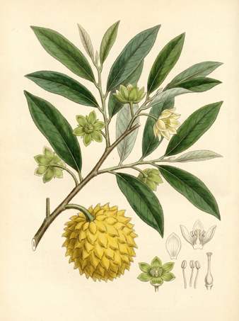 wild sugar-apple botanical plate