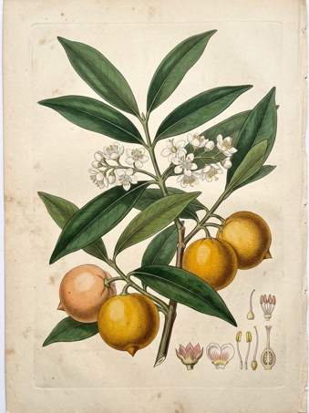 Yellow Mangosteen botanical plate