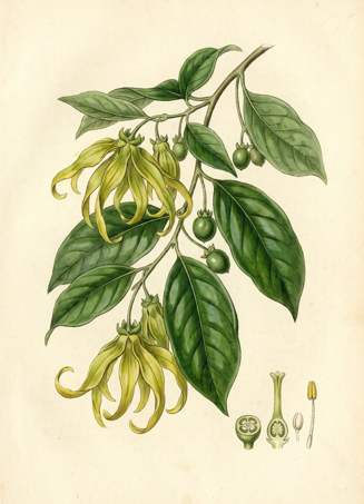 Ylang Ylang botanical plate